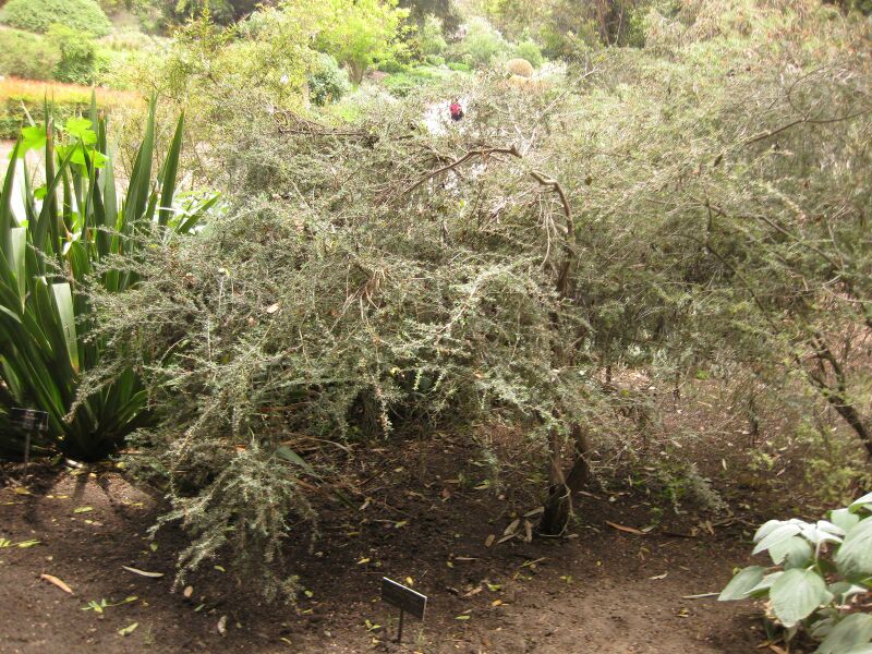 File:IMG 7270 hunt09jun.jpg