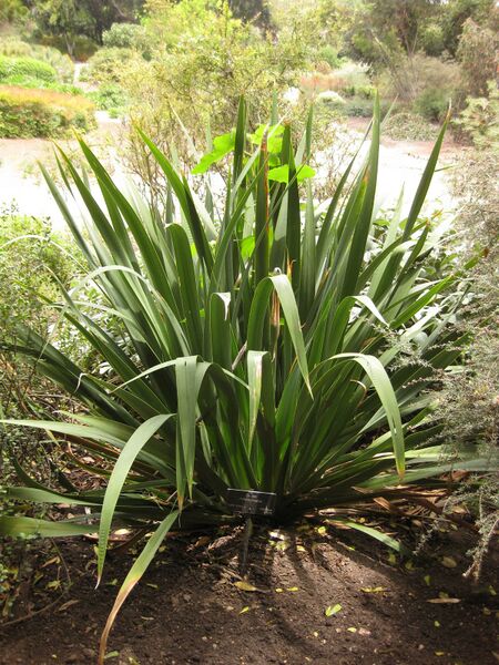 File:IMG 7272 hunt09jun.jpg