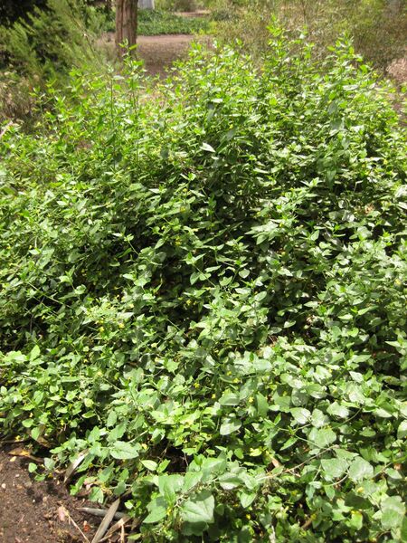 File:IMG 7274 hunt09jun.jpg