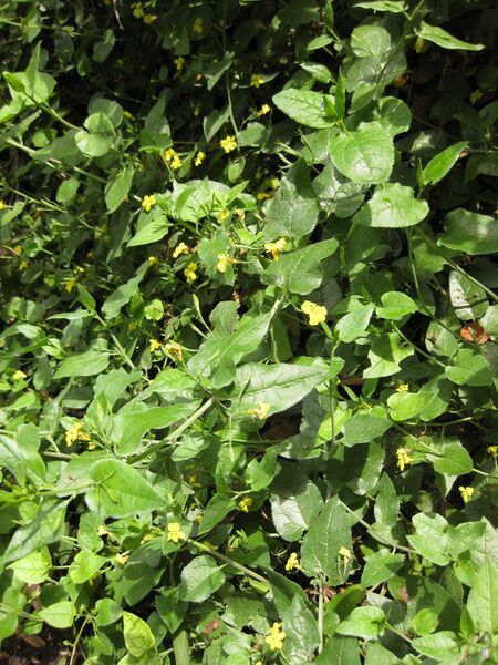 File:IMG 7275 hunt09jun.jpg