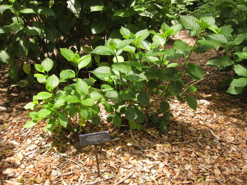 File:IMG 7276 hunt09jun.jpg