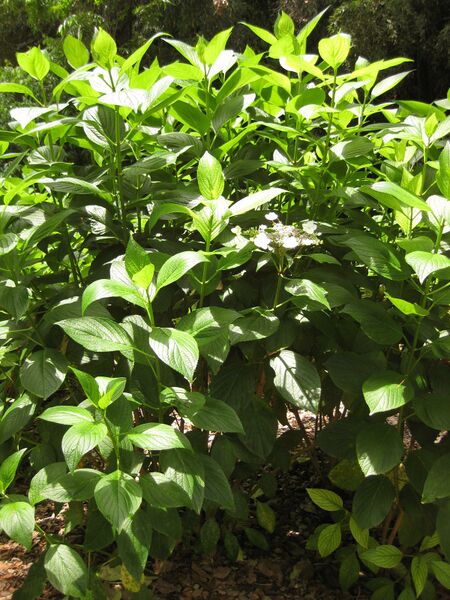 File:IMG 7277 hunt09jun.jpg