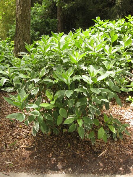 File:IMG 7278 hunt09jun.jpg