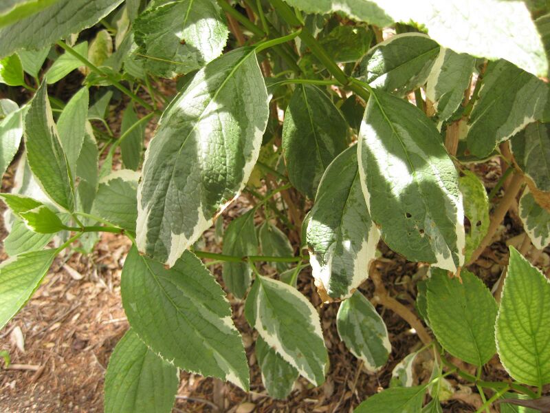 File:IMG 7279 hunt09jun.jpg