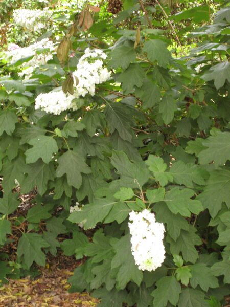 File:IMG 7283 hunt09jun.jpg