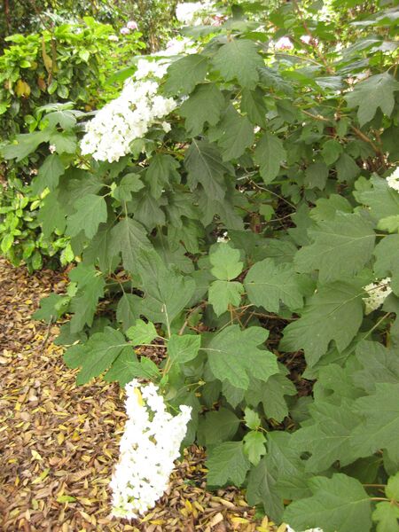 File:IMG 7284 hunt09jun.jpg