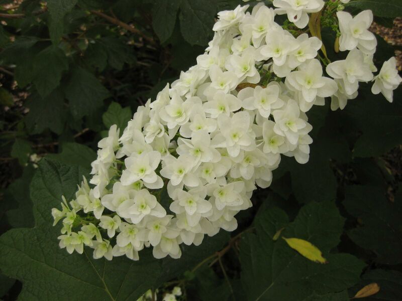 File:IMG 7285 hunt09jun.jpg