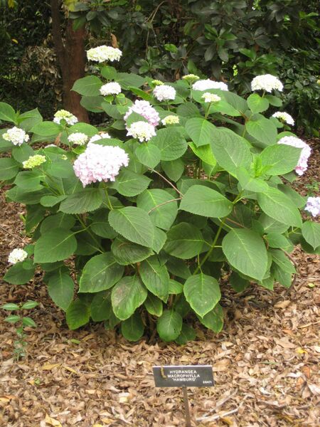 File:IMG 7286 hunt09jun.jpg