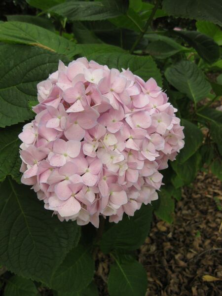 File:IMG 7287 hunt09jun.jpg