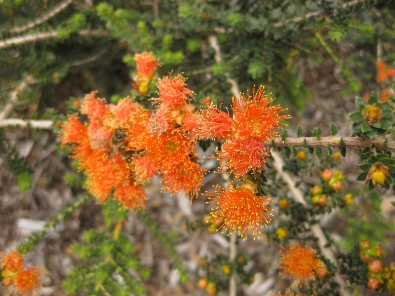 File:IMG 7289 hunt09jun.jpg