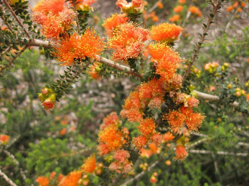 File:IMG 7290 hunt09jun.jpg