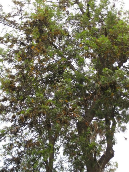 File:IMG 7292 hunt09jun.jpg