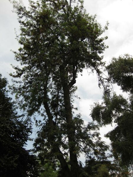 File:IMG 7293 hunt09jun.jpg