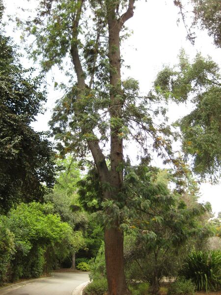 File:IMG 7294 hunt09jun.jpg