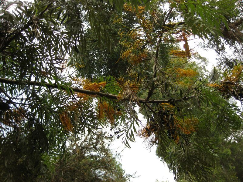 File:IMG 7295 hunt09jun.jpg