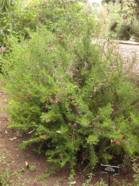 File:IMG 7298 hunt09jun.jpg