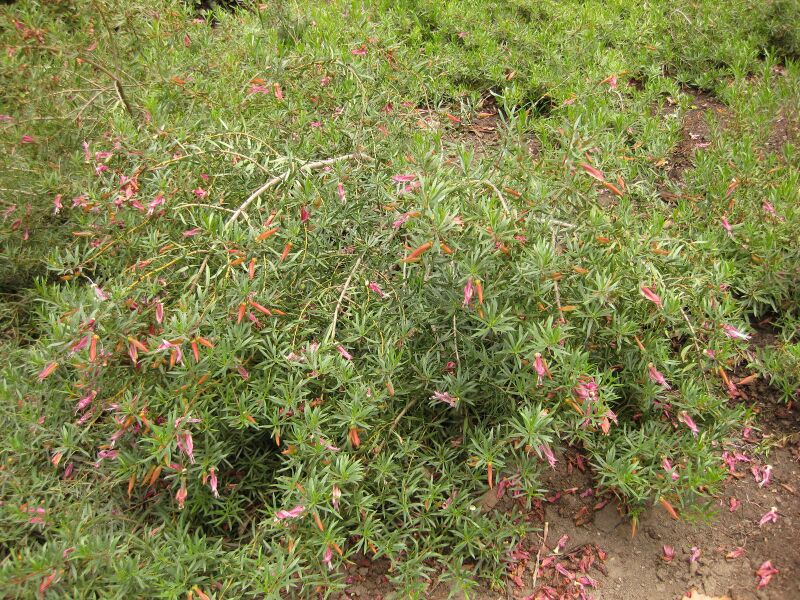 File:IMG 7299 hunt09jun.jpg