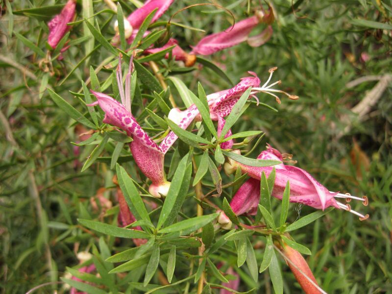 File:IMG 7300 hunt09jun.jpg