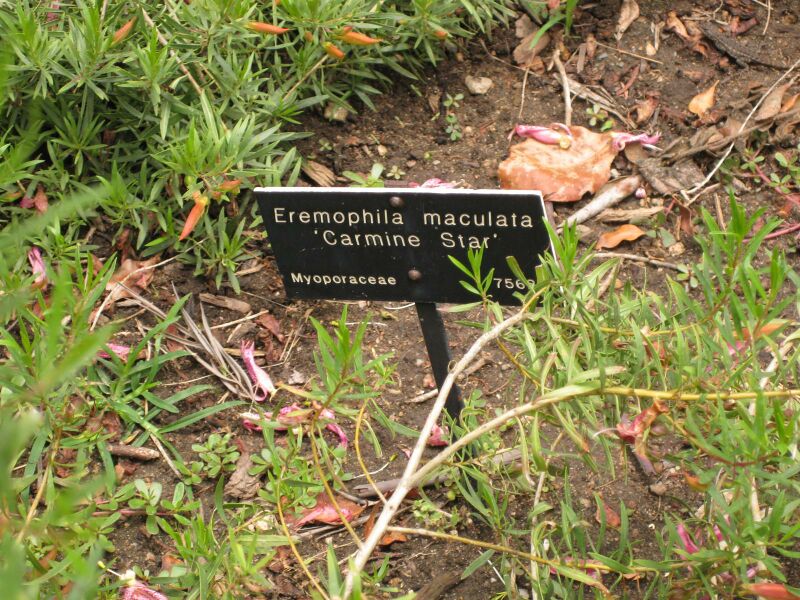 File:IMG 7301 hunt09jun.jpg