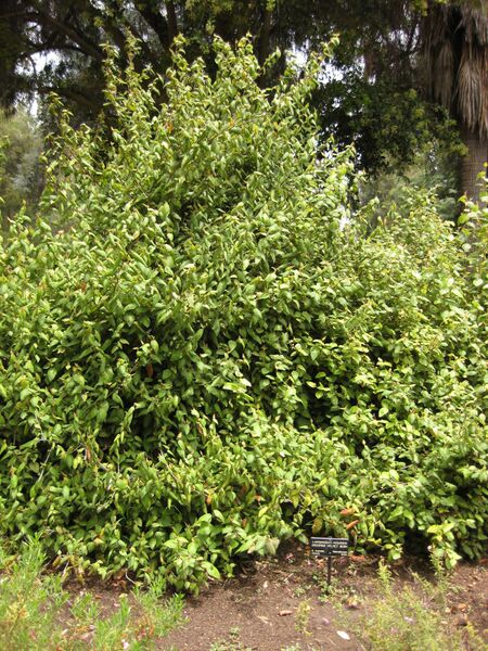 File:IMG 7302 hunt09jun.jpg