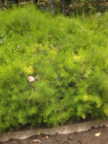 File:IMG 7303 hunt09jun.jpg