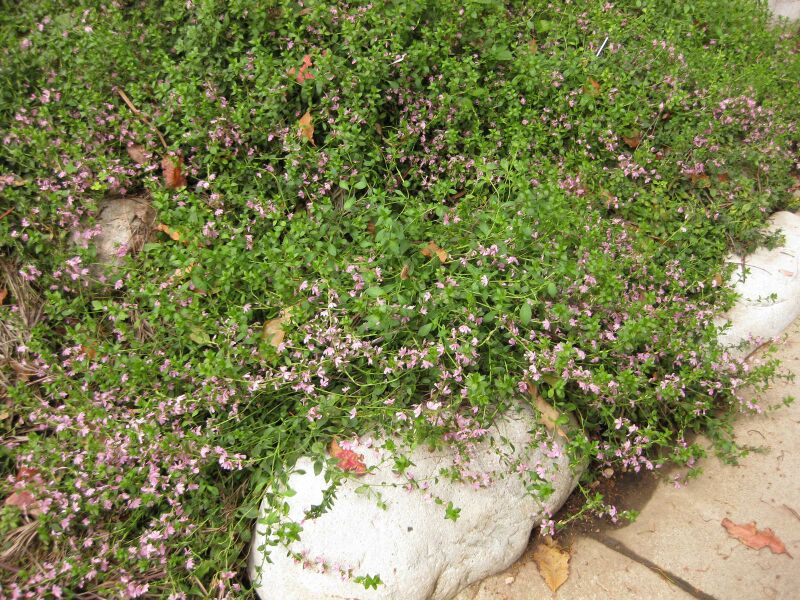 File:IMG 7305 hunt09jun.jpg