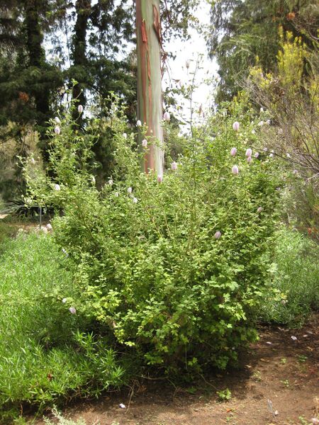 File:IMG 7306 hunt09jun.jpg