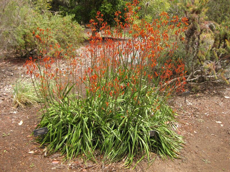 File:IMG 7307 hunt09jun.jpg