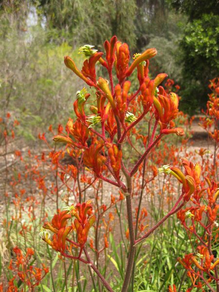 File:IMG 7308 hunt09jun.jpg