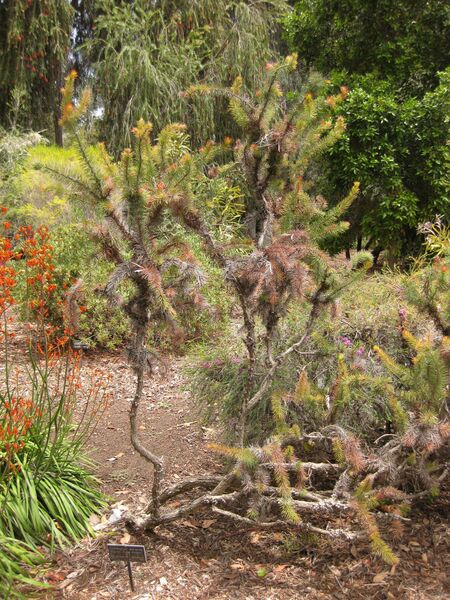 File:IMG 7309 hunt09jun.jpg