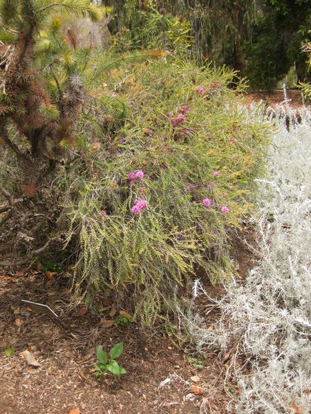 File:IMG 7311 hunt09jun.jpg