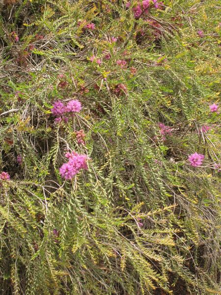 File:IMG 7312 hunt09jun.jpg