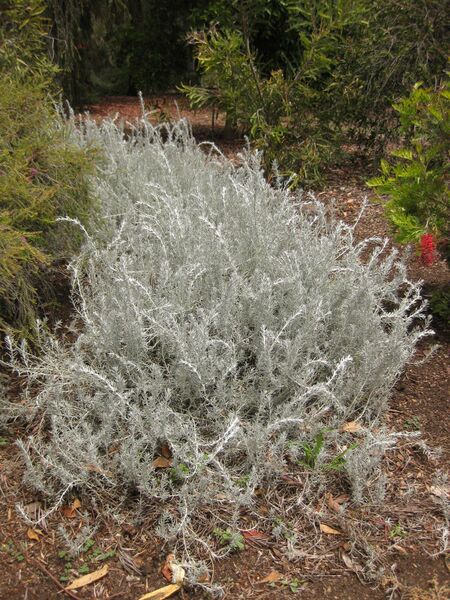 File:IMG 7314 hunt09jun.jpg