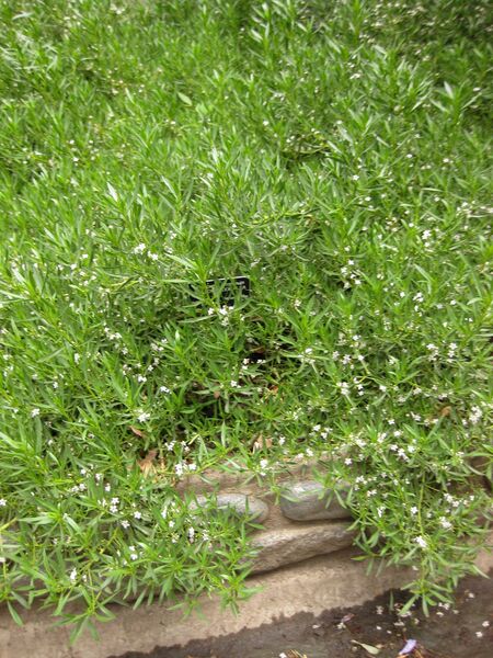 File:IMG 7320 hunt09jun.jpg