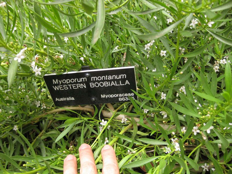 File:IMG 7321 hunt09jun.jpg