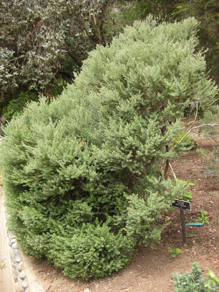 File:IMG 7324 hunt09jun.jpg