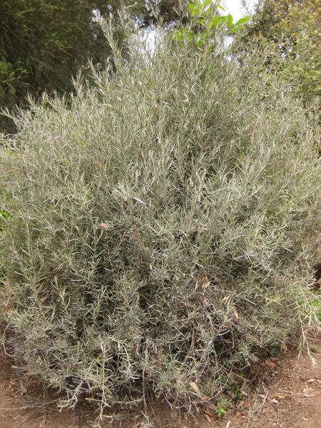 File:IMG 7325 hunt09jun.jpg