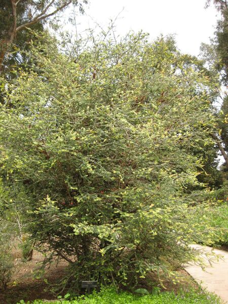 File:IMG 7327 hunt09jun.jpg