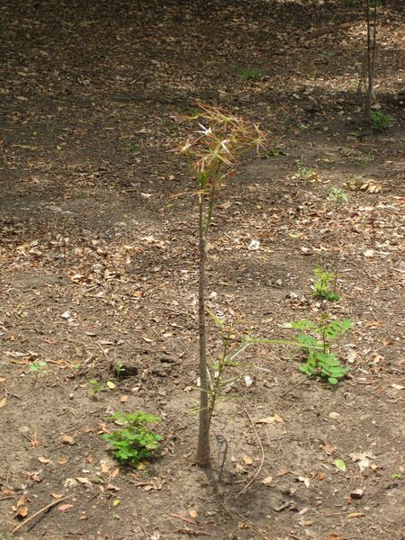 File:IMG 7330 hunt09jun.jpg