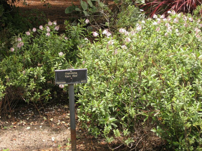 File:IMG 7331 hunt09jun.jpg