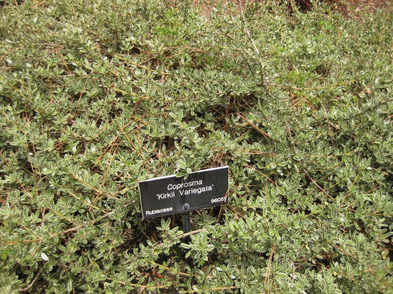 File:IMG 7332 hunt09jun.jpg