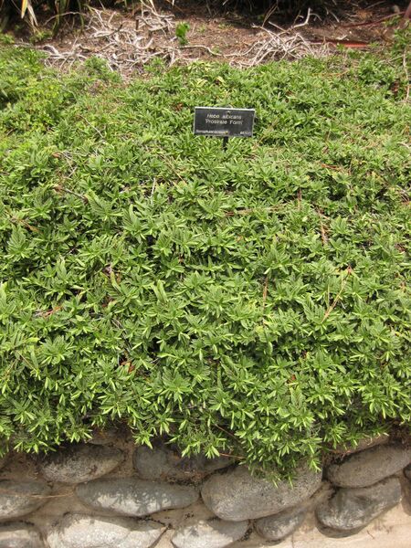 File:IMG 7338 hunt09jun.jpg