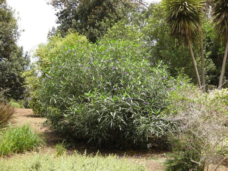 File:IMG 7340 hunt09jun.jpg