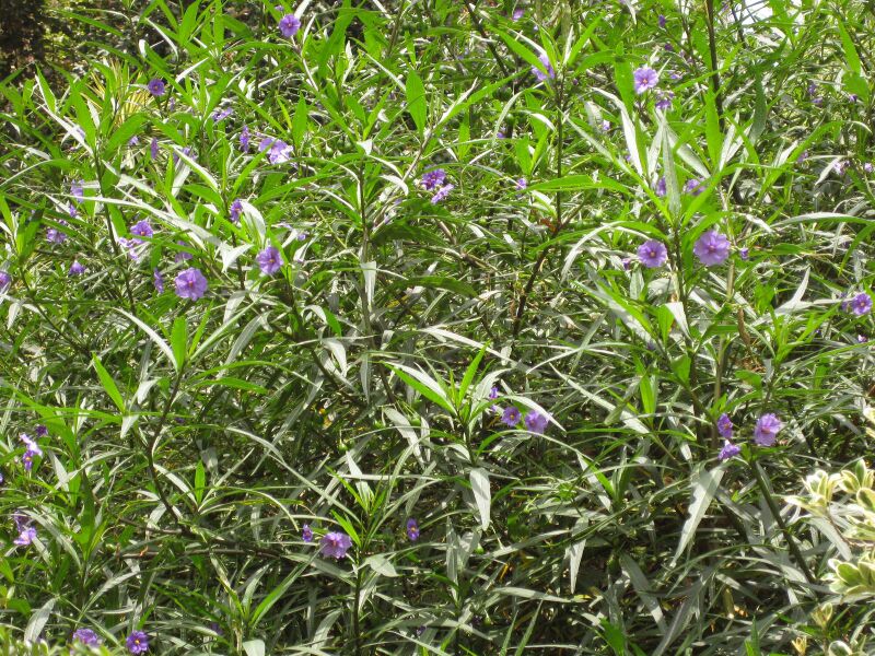 File:IMG 7341 hunt09jun.jpg