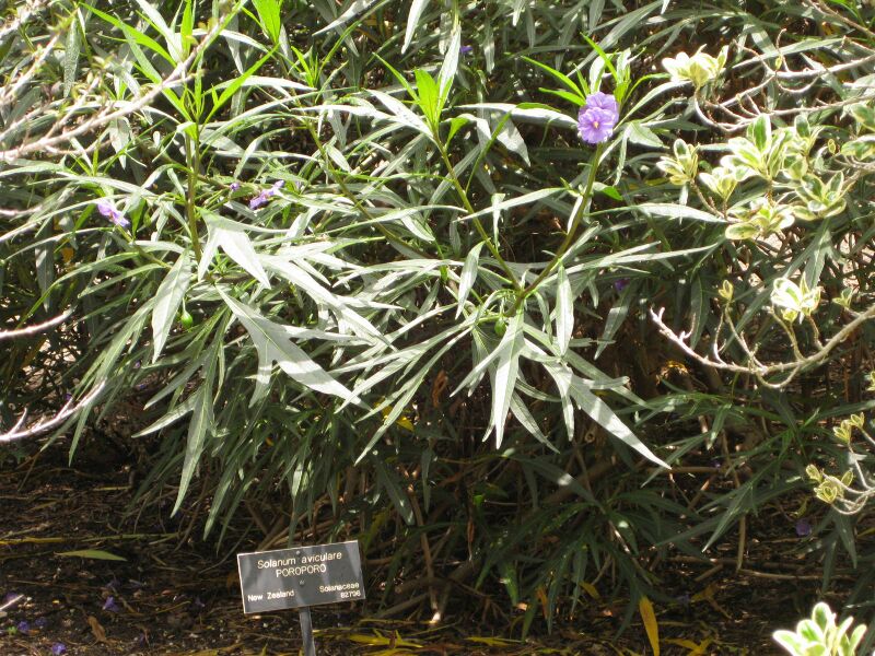 File:IMG 7342 hunt09jun.jpg