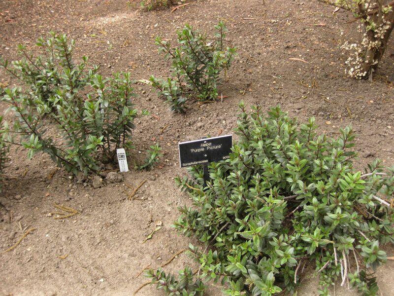 File:IMG 7346 hunt09jun.jpg