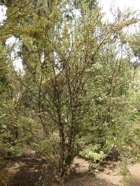 File:IMG 7347 hunt09jun.jpg