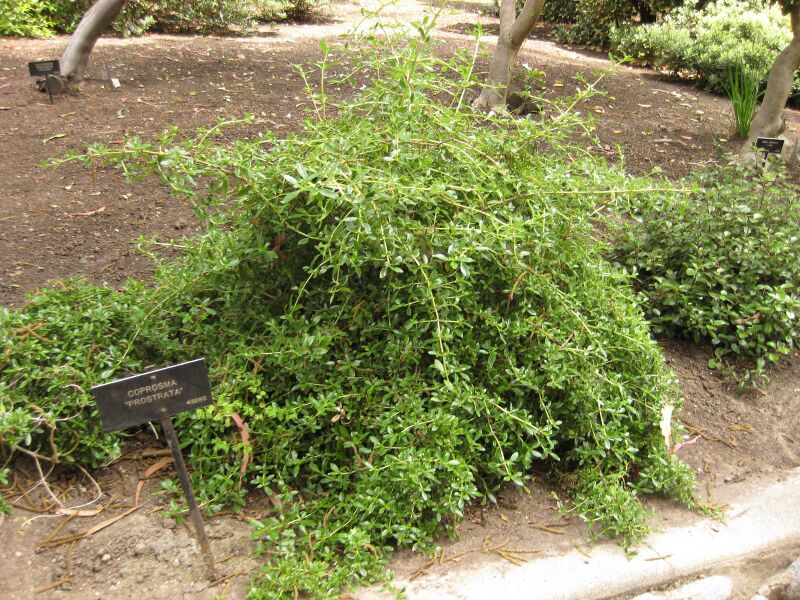 File:IMG 7353 hunt09jun.jpg