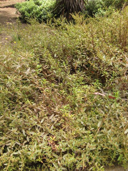 File:IMG 7355 hunt09jun.jpg