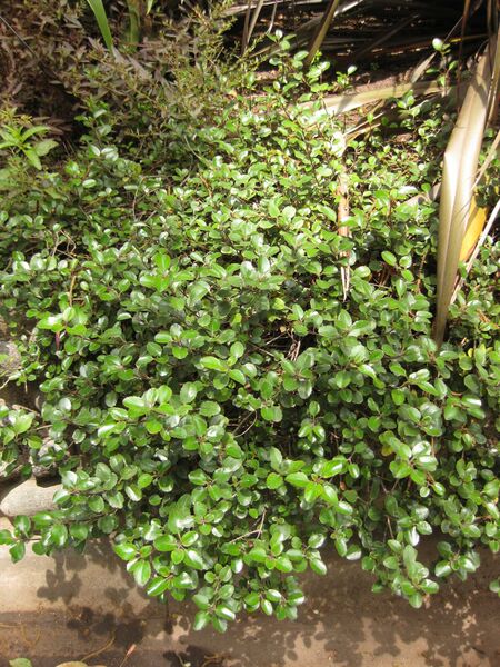 File:IMG 7356 hunt09jun.jpg